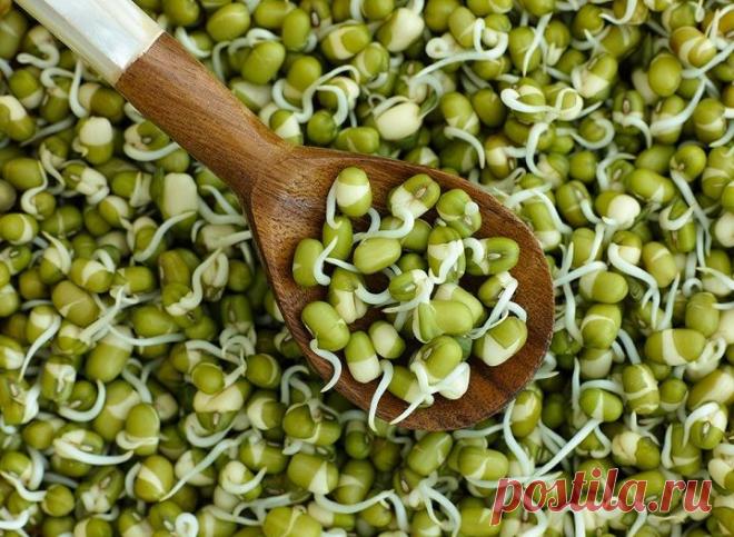 Бобы мунг: состав, калорийность и полезные свойства