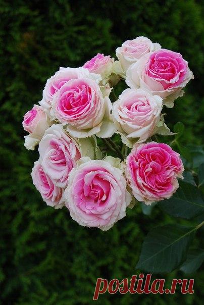 ЗАВОРАЖИВАЮЩАЯ КРАСОТА | 84 фотографии