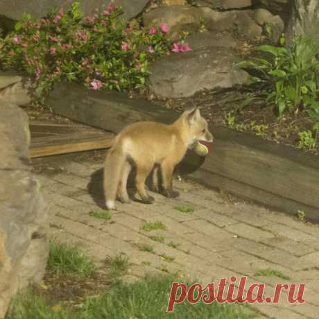 20 лисяток, которые совсем непохожи на коварных персонажей из сказок, а наоборот