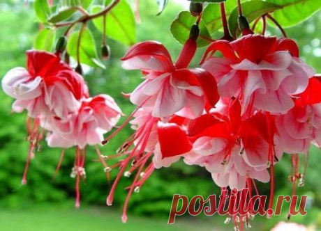 (91) Одноклассники