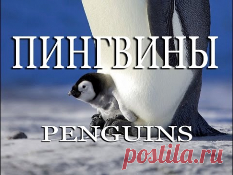 Пингвины — Penguins - YouTube