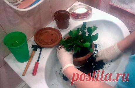 Декабрист: как часто поливать и правильно ухаживать