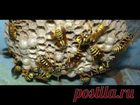 Как избавиться от ос! Простой способ борьбы с осами и шершнями!
