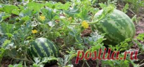 5 хитростей, которые помогут вырастить арбузы и дыни даже в суровых условиях — Домашние