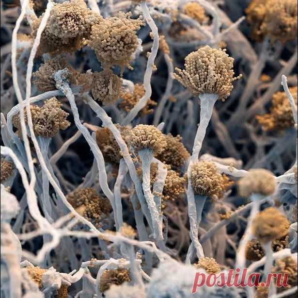 Плесневые грибы Fungus aspergillus fumigatus:
