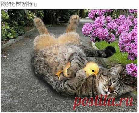 Красивая мимоза! | KotoMail.ru