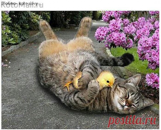 Красивая мимоза! | KotoMail.ru