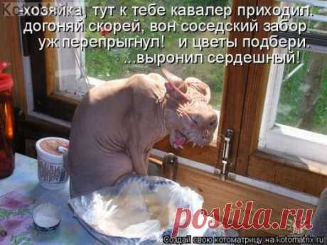 Убежал кавалер))) | KotoMail.ru