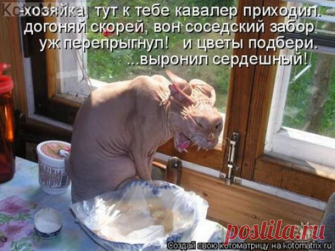 Убежал кавалер))) | KotoMail.ru