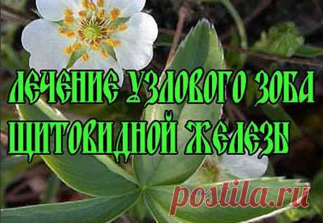 Сила шести трав для исцеления диффузно-узлового зоба