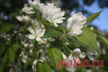 Почему вишня обильно цветет, но не плодоносит? - Садоводка