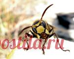 Как избавиться от ос? Делаем эффективную ловушку