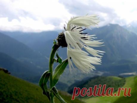 Ветер и цветок. Притча — Психология отношений