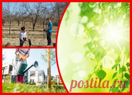 Почему на деревьях осенью «колосится» зеленая листва? Что я делаю, чтобы этого не произошло
Осень — сказочная пора листопада. В конце октября, как правило, все деревья оголены и готовы к зимней спячке. Но почему-то некоторые растения на садовом участке усыпаны зеленой листвой и расставаться с ней не торопятся. Нормально ли это? Как определить, что дерево готово к холодам? Об этом я расскажу в сегодняшней статье. Уход за деревьями Уход […]
Читай дальше на сайте. Жми подробнее ➡