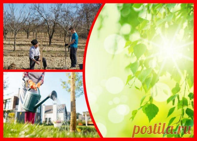 Почему на деревьях осенью «колосится» зеленая листва? Что я делаю, чтобы этого не произошло
Осень — сказочная пора листопада. В конце октября, как правило, все деревья оголены и готовы к зимней спячке. Но почему-то некоторые растения на садовом участке усыпаны зеленой листвой и расставаться с ней не торопятся. Нормально ли это? Как определить, что дерево готово к холодам? Об этом я расскажу в сегодняшней статье. Уход за деревьями Уход […]
Читай дальше на сайте. Жми подробнее ➡