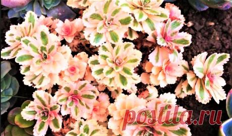 Потрясающей красоты новинка! Вечнозеленый засухоустойчивый многолетник, меняющий цвет листвы | GardenLife | Дзен