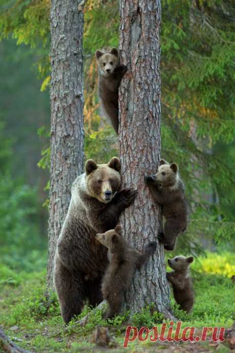 StudioView Family by Lauri Tammik || Website || Facebook