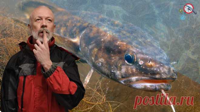 Самая неуловимая речная рыба. Мнение рыбаков