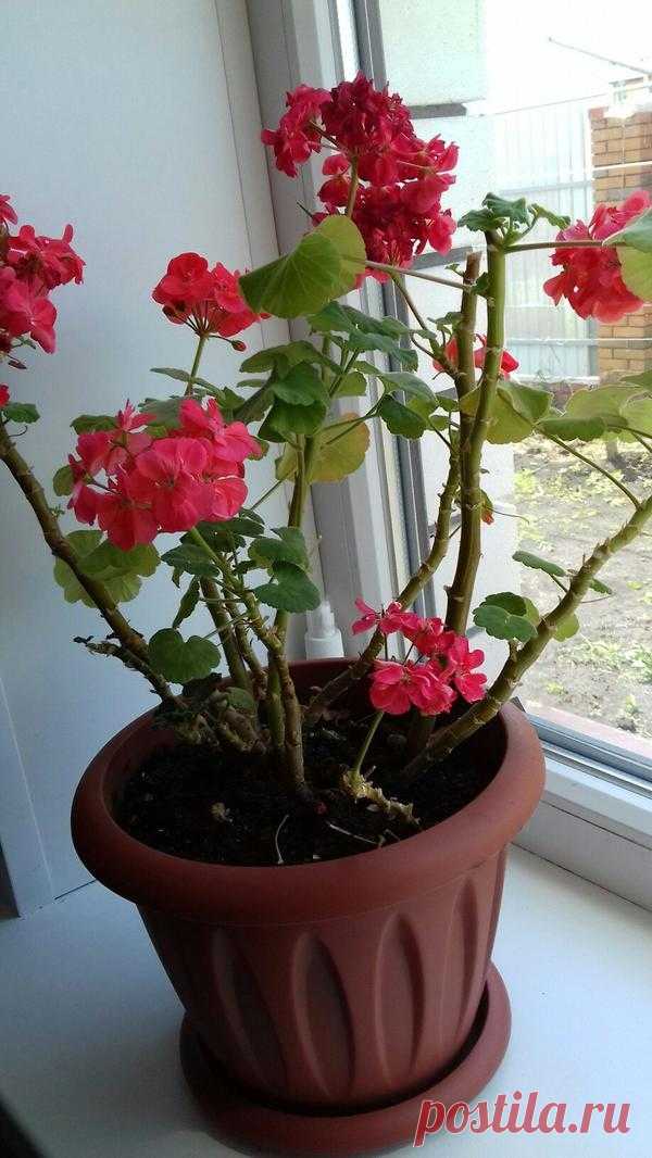 Как создать пышный куст герани? Здравствуйте! Поделитесь, пожалуйста, опытом ухода при выращивании герани.  В своей герани волнует малочисленность листьев… Как создать пышный цветущий куст герани? Часто появляются желтые листья, кот…