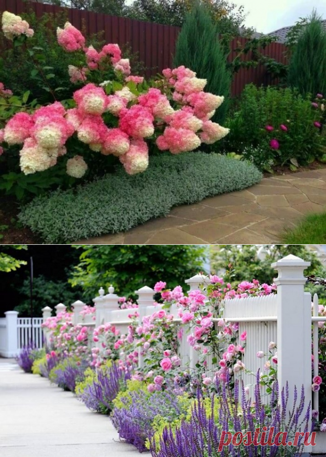 Что посадить вдоль забора: советы опытных садоводов — Дом и Сад