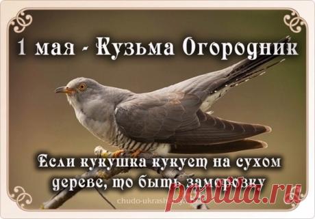 В этот народный праздник желаю, чтобы кукушка накуковала долгих лет жизни, а урожай превзошел все ожидания. С днем Кузьмы Огородника! Пусть весна вдохновляет на великие дела! Открытки на Кузьма Огородник!