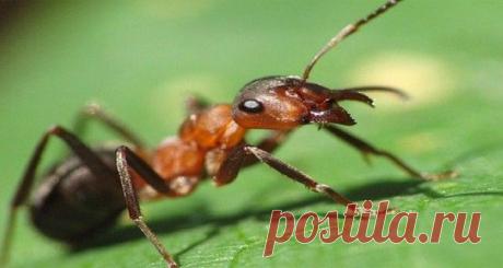 Вот зачем рассыпать соль прямо на пороге! Вы тоже начнете!