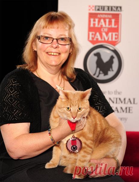 Кот Монти удостоился медали, а его фотография теперь висит в галерее славы котов-героев. Питомец вовремя почувствовал опасность и спас свою хозяйку от смерти. Патриция Питерс однажды дремала на своей кровати, когда сквозь сон почувствовала, что кот Монти изо всех сил царапает и кусает ее за руку. Женщина ужасно рассердилась, проснулась и решила заняться делами, но почувствовала ужасную слабость. Она решила измерить уровень сахараGlorypets – 5 фотографий кошек, которые не оставят вас равнодушными