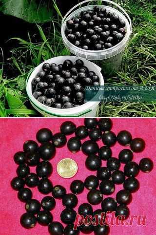 Одноклассники