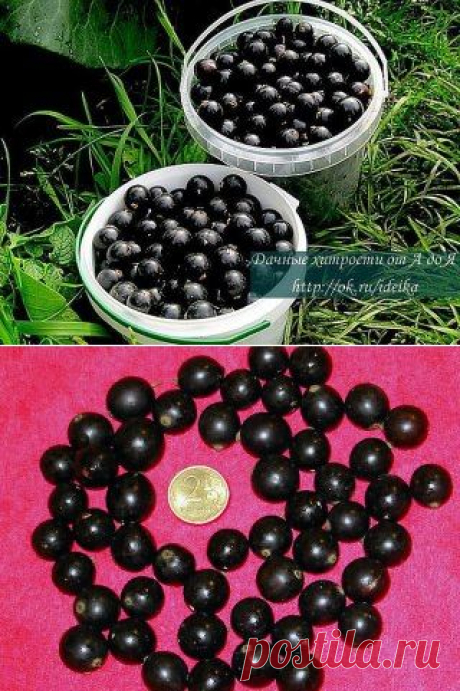 Одноклассники