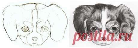 How to Draw a Puppy: Learn How to Draw Puppies! — Art is Fun