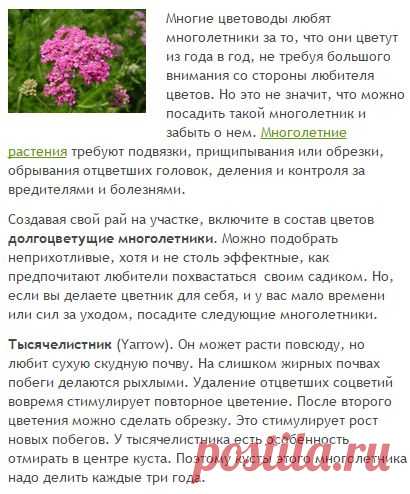 Долгоцветущие многолетники