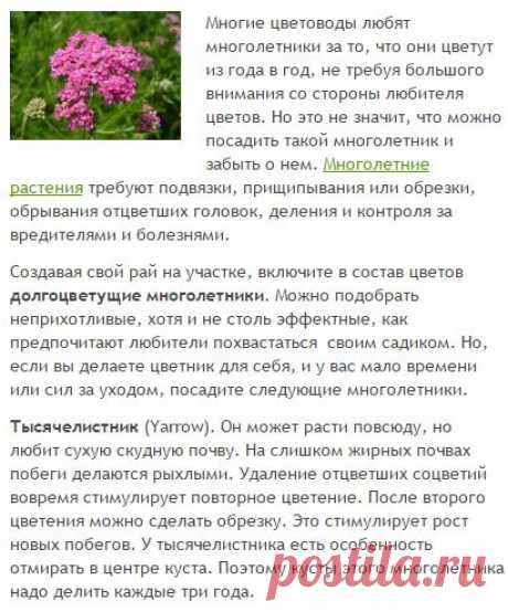 Долгоцветущие многолетники