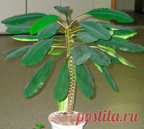 Комнатный молочай Такой род, как молочай (Euphorbia), относящийся к семейству молочайные (Euphorbiaceae), является одним из самых обширных в растительном мире. Данный род объединяет примерно 2000 видов растений, которы...