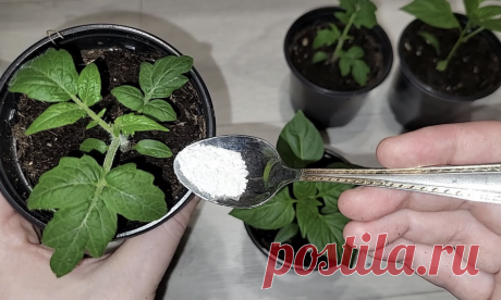 Супер подкормки для рассады томатов и перцев: