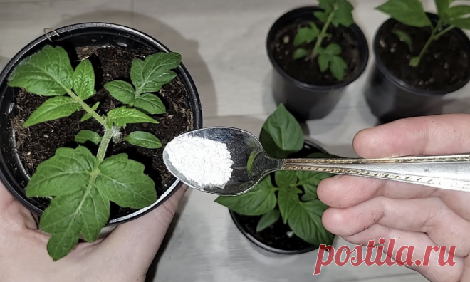 Супер подкормки для рассады томатов и перцев: