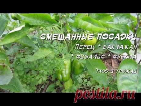 Смешанные посадки 2016: Перец + баклажан + физалис + свекла + лук - YouTube