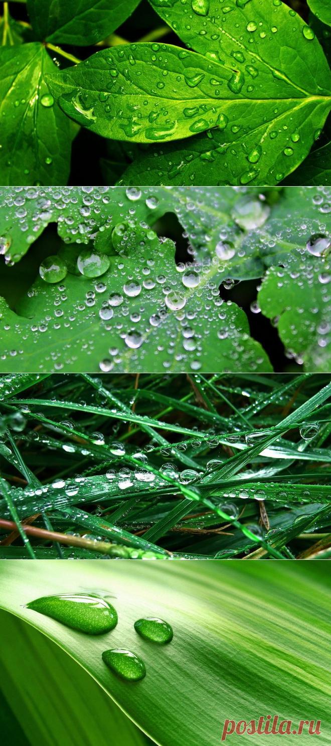 Обои для рабочего стола "Капельки росы и дождя.."