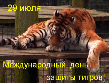 Ты и тигр и вождь у нас,
Очень вспыльчивый подчас,
Ты — борец, и в этом суть,
Можешь ты других согнуть!