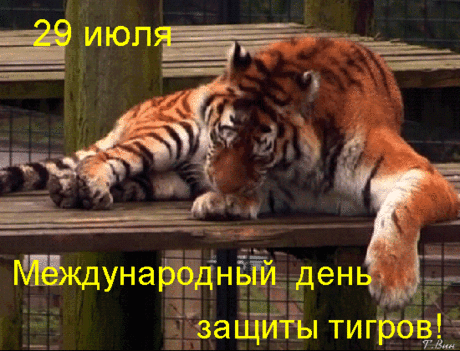 Ты и тигр и вождь у нас,
Очень вспыльчивый подчас,
Ты — борец, и в этом суть,
Можешь ты других согнуть!