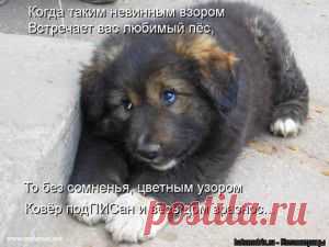 наши забавные друзья