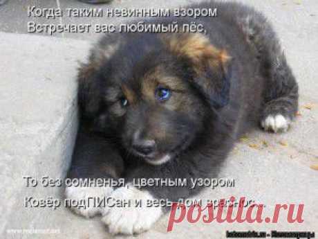 наши забавные друзья