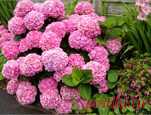 Выбор, посадка и размножение гортензии
