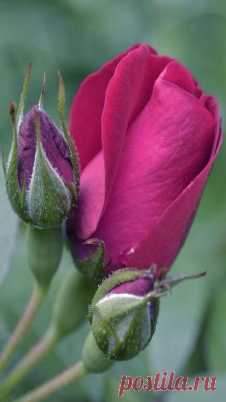 (6) Pinterest