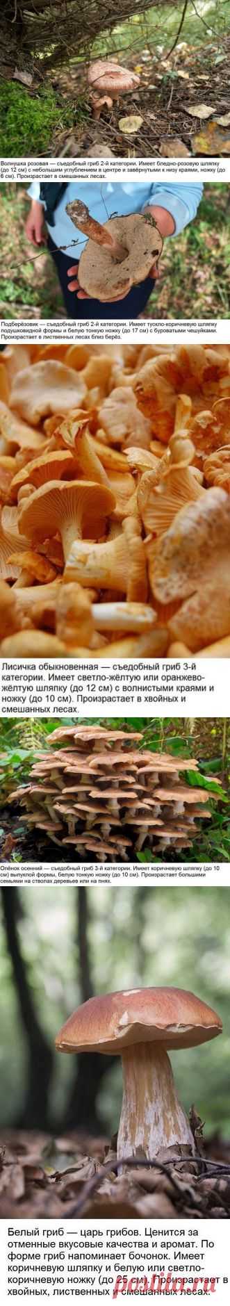 Мини-гид: 10 съедобных грибов | Хитрости Жизни