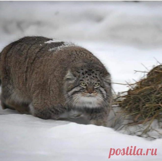 Mega-Chonker Of A Cat Looks Adorably Angry (16 Pics) - I Can Has Cheezburger?