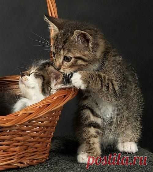 Cat n Day