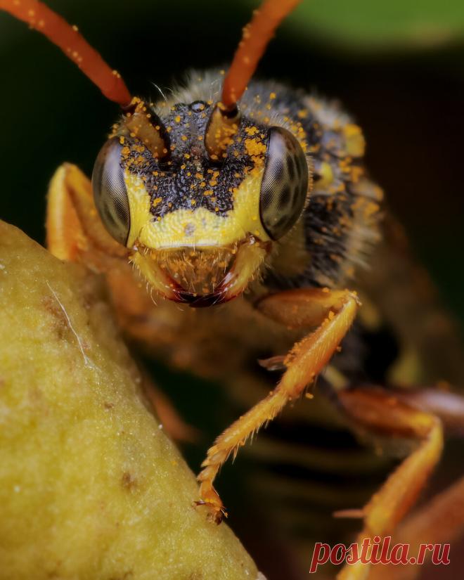 Пожужжим? 10 оригинальных макро снимков насекомых | Российское фото | Яндекс Дзен