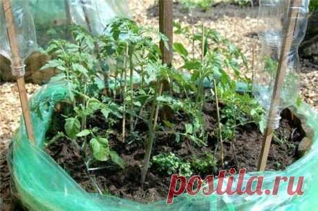 Интересные варианты грядок