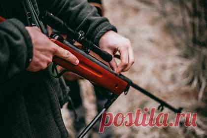 Помощника главы российского региона заподозрили в браконьерстве. Помощник временно исполняющего обязанности главы правительства Самарской области Антон Чередников стал фигурантом уголовного дела о браконьерстве после того, как в его машине нашли туши кабанов, а сам он не смог предъявить разрешение на охоту. Расследованием занимается отдел дознания Кинельского РОВД.