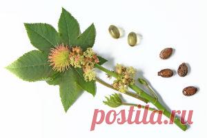 Касторовое масло: показания к применению